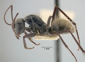 Media type: image;   Entomology 21506 Aspect: habitus lateral view